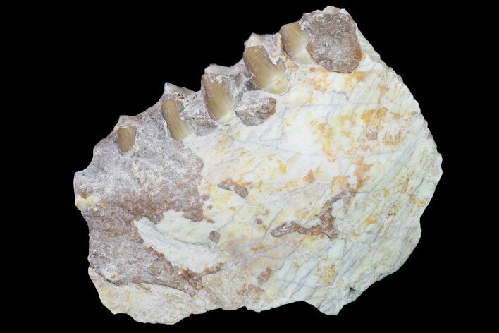 Oreodont (Merycoidodon) Jaw Section - South Dakota #157382
